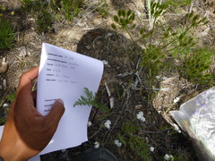 Lomatium dissectum