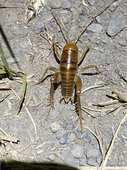 Ceuthophilus californianus
