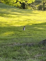 Sciurus carolinensis