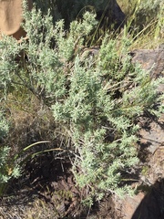 Krascheninnikovia lanata