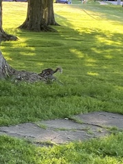 Sciurus carolinensis