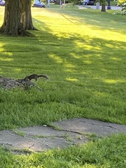 Sciurus carolinensis