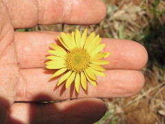 Grindelia inuloides