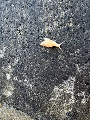 Bulimulus