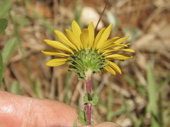 Grindelia inuloides