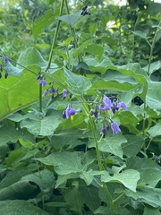 Solanum dulcamara