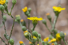 Deinandra paniculata