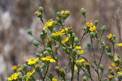 Deinandra paniculata