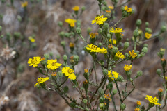 Deinandra paniculata