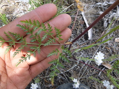 Lomatium dissectum