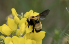 Bombus nevadensis