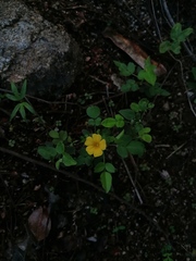 Oxalis frutescens