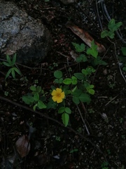 Oxalis frutescens