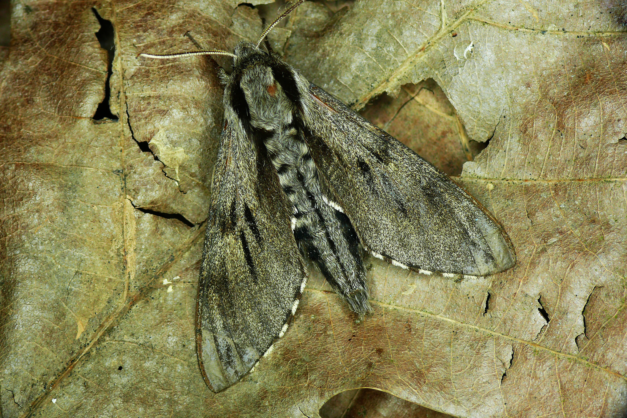 Vine Hawk-Moth (Moths of Singapore) · iNaturalist