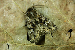 Pachetra sagittigera