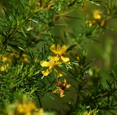 Hypericum fasciculatum