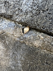 Bulimulus