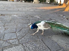 Pavo cristatus