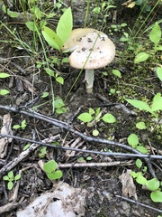 Amanita populiphila