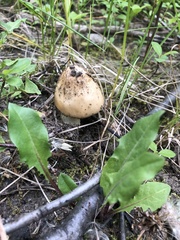 Amanita populiphila