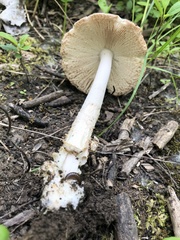 Amanita populiphila