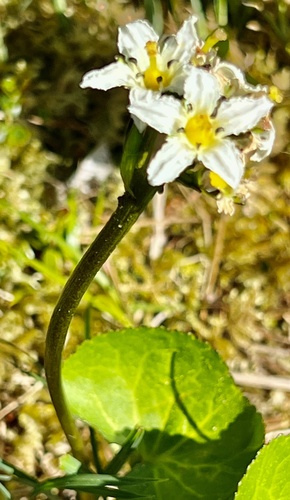 Deercabbage (Nephrophyllidium crista-galli)