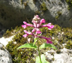 Stachys chamissonis cooleyae