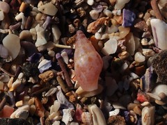 Mitrella semiconvexa