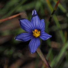 Sisyrinchium halophilum