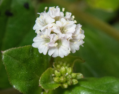 Boerhavia repens
