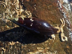 Isara carbonaria
