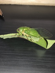 Okanagana viridis