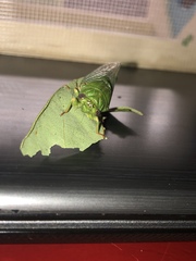 Okanagana viridis