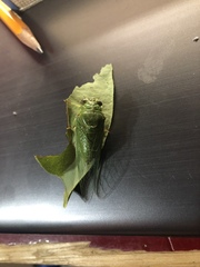 Okanagana viridis
