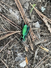 Cicindela denikei