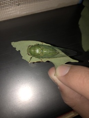 Okanagana viridis