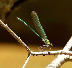 Calopteryx angustipennis
