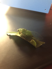 Okanagana viridis