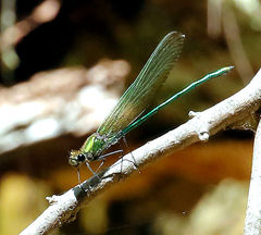 Calopteryx angustipennis