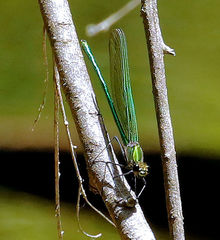 Calopteryx angustipennis