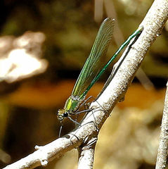 Calopteryx angustipennis