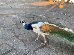 Pavo cristatus