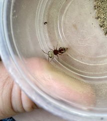 Pseudomethoca contumax