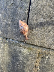 Lissachatina fulica