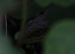 Elgaria multicarinata scincicauda