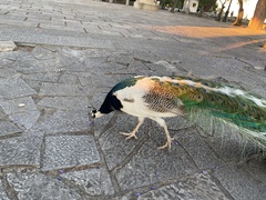 Pavo cristatus