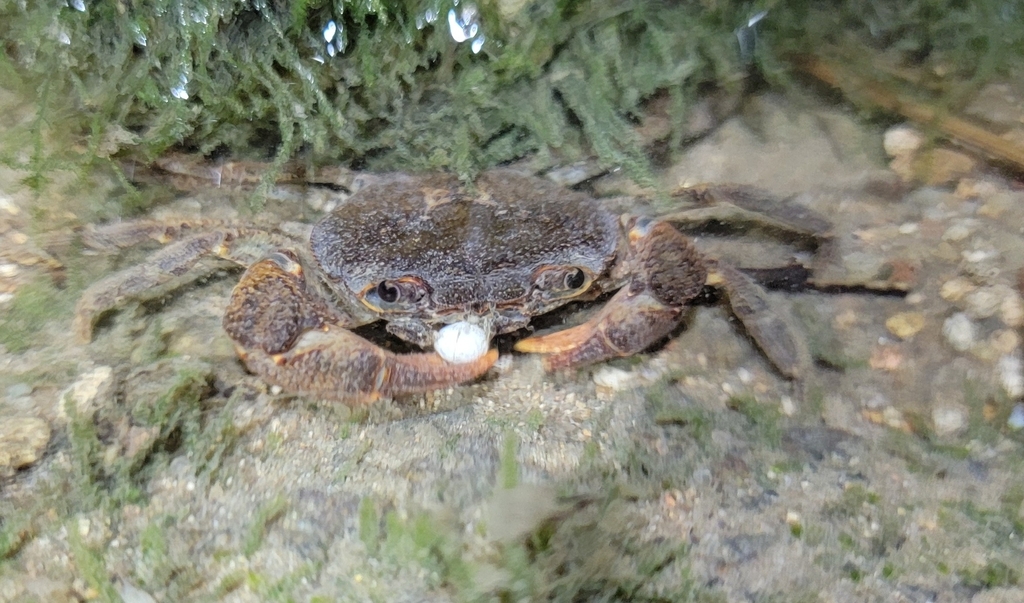 Huananpotamon changzhium