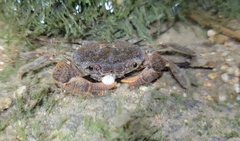 Huananpotamon changzhium