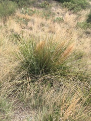 Nolineae