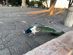 Pavo cristatus